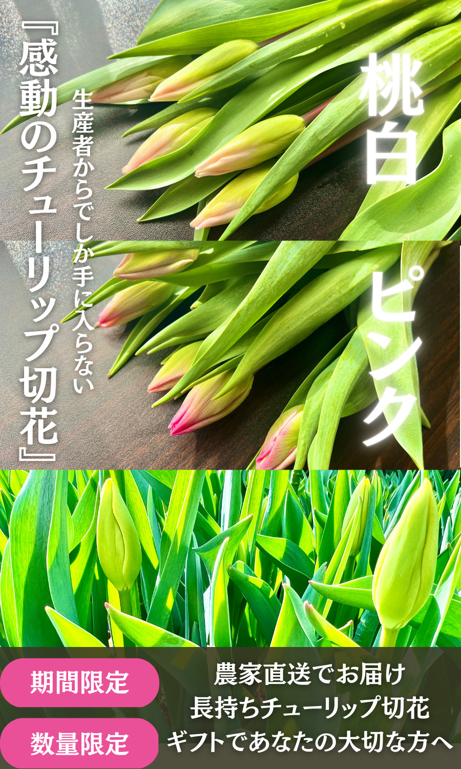 せたがやチューリップ農園は、本場オランダ産の球根にこだわって育てた 農家厳選16品種のチューリップ切花を、日本で初めて通販（通信販売）でお届けできる農家です。 まだ寒い時期にも一足早く春の空気をお届け。 色鮮やかで元気いっぱいのチューリップが、 あなたやあなたの大切な方の毎日を華やかに彩ります。