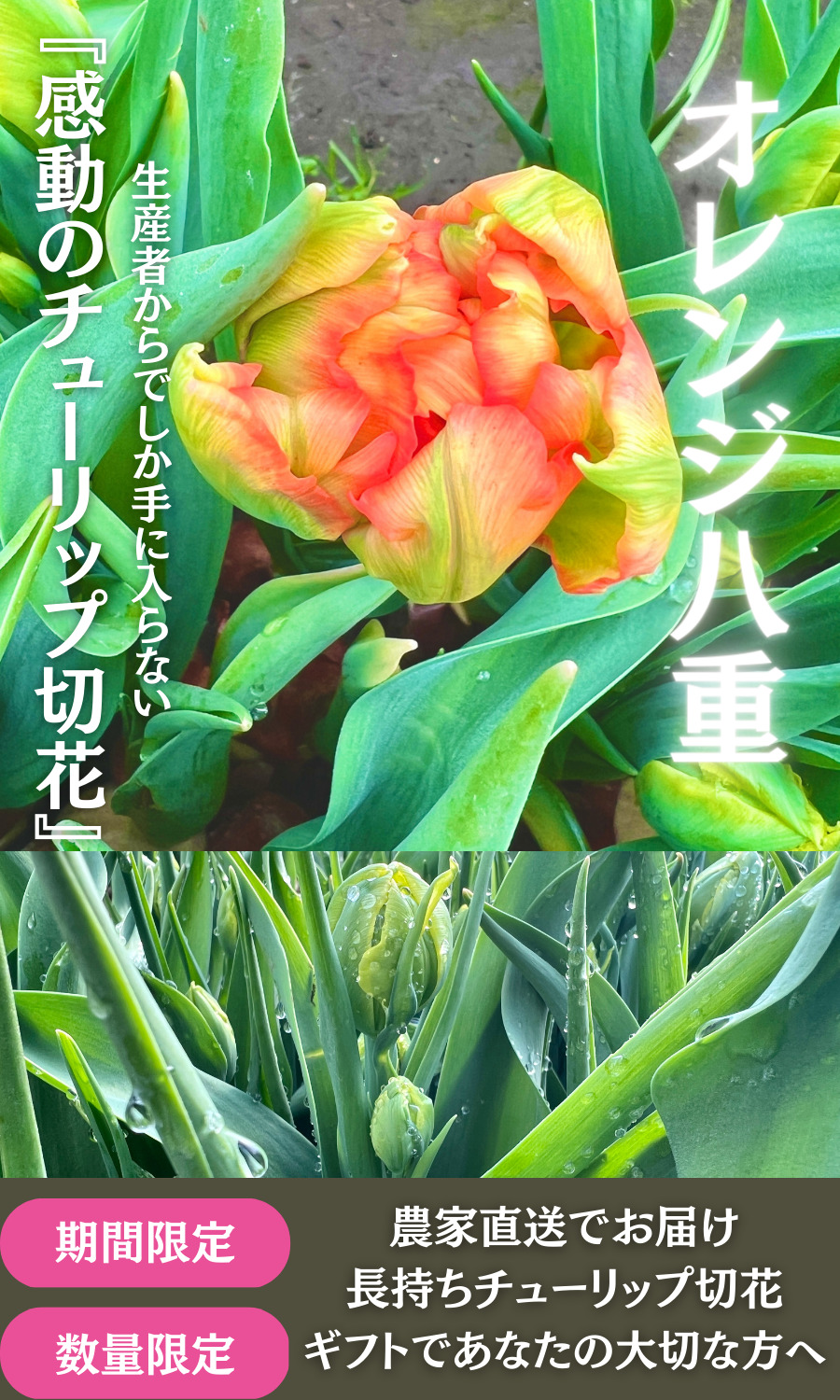 せたがやチューリップ農園は、本場オランダ産の球根にこだわって育てた 農家厳選16品種のチューリップ切花を、日本で初めて通販（通信販売）でお届けできる農家です。 まだ寒い時期にも一足早く春の空気をお届け。 色鮮やかで元気いっぱいのチューリップが、 あなたやあなたの大切な方の毎日を華やかに彩ります。