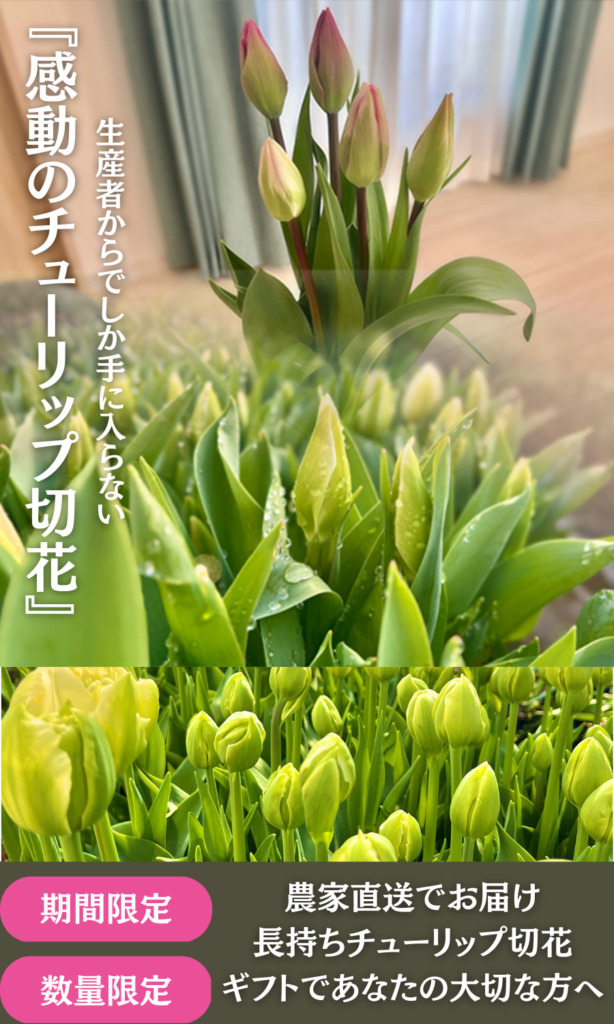 せたがやチューリップ農園は、本場オランダ産の球根にこだわって育てた 農家厳選16品種のチューリップ切花を、日本で初めて通販（通信販売）でお届けできる農家です。 まだ寒い時期にも一足早く春の空気をお届け。 色鮮やかで元気いっぱいのチューリップが、 あなたやあなたの大切な方の毎日を華やかに彩ります。