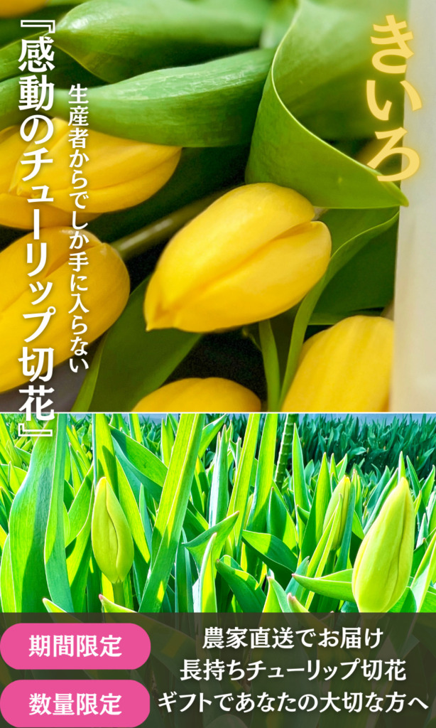 チューリップ専門のプロ農家が、あなたのために、新鮮そのものの切り花を、 収穫してすぐお届けするので、とっても長持ちするんです