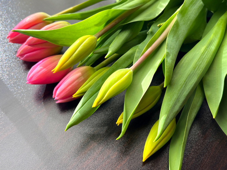 チューリップ切花　通販　お知らせ　ホームページ公開