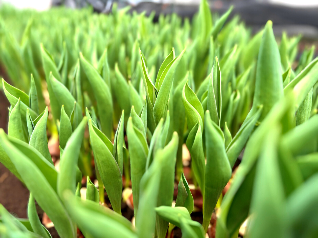 チューリップ切花　農園の様子
