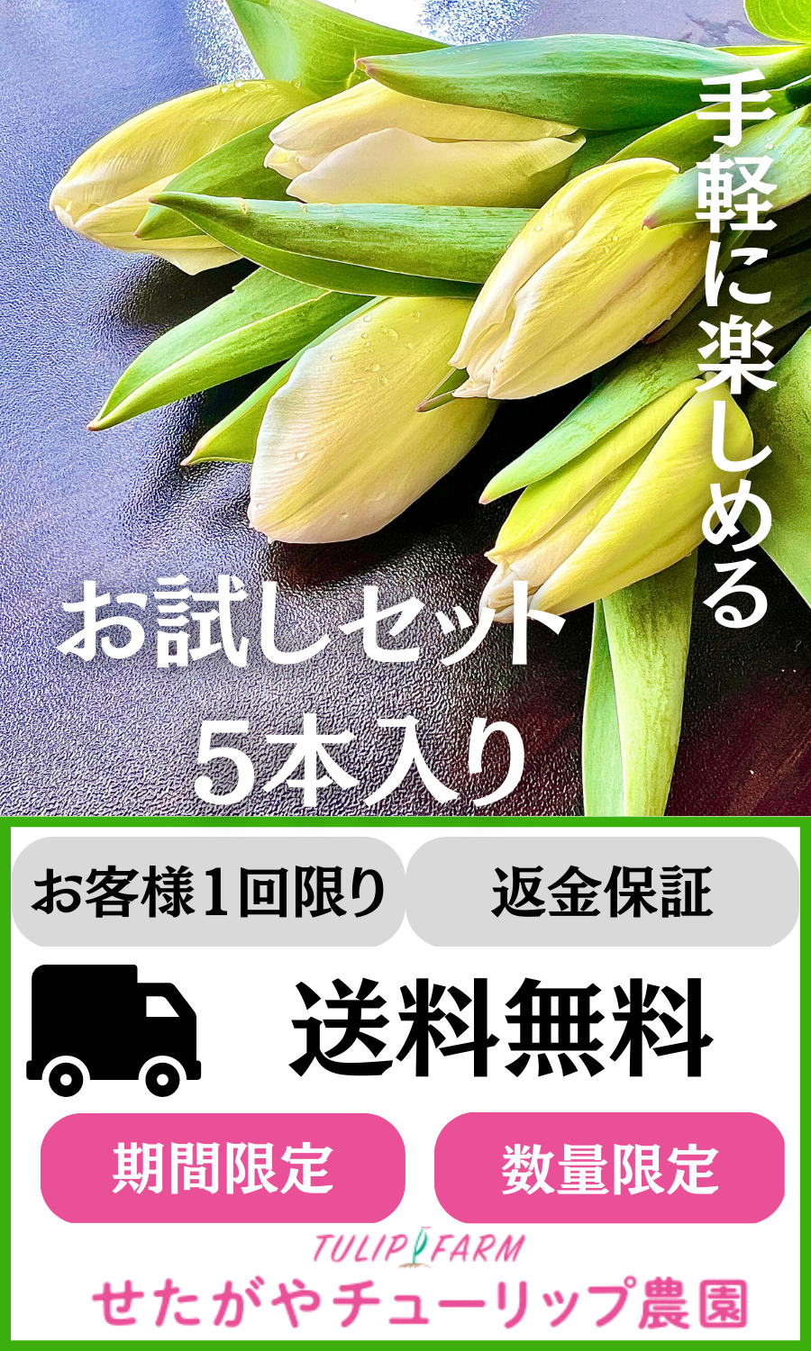 せたがや🌷農園の”お試しセット” 販売開始のお知らせ 先日キャンペーン中で、ご好評いただいた農家直送のチューリップ切花を、本日の1/30（月）20時より、数量限定で先行予約販売を開始いたします