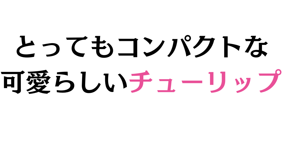 とってもコンパクトなチューリップ切花　通販