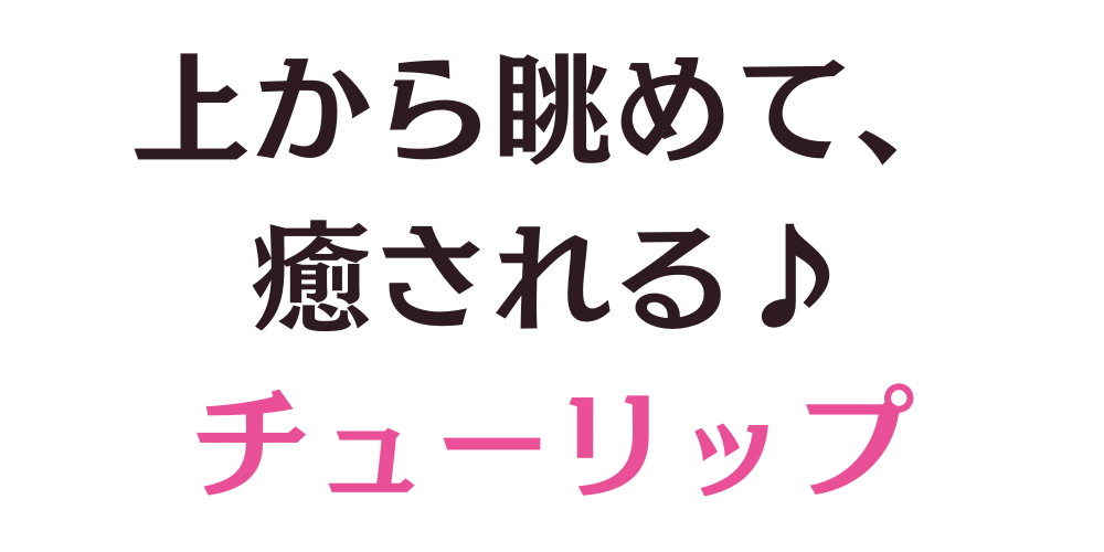 上から眺めて、 癒される♪ チューリップ切花　通販