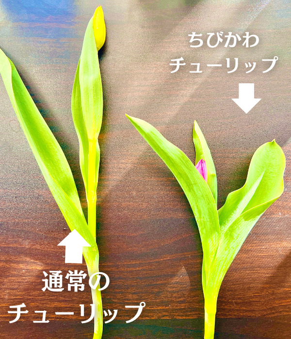 通常のチューリップとちびかわチューリップ切花と比べてみてください