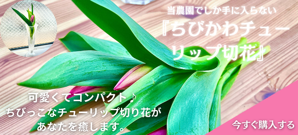 ちびかわチューリップ切花とは　通販　可愛らしくて、とってもコンパクト