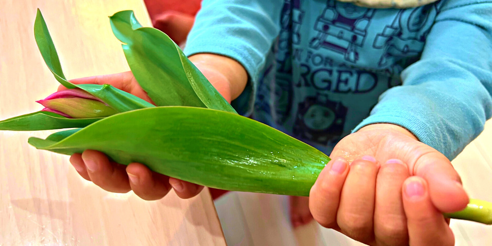 チューリップ切花　子どもが持っても折れにくい