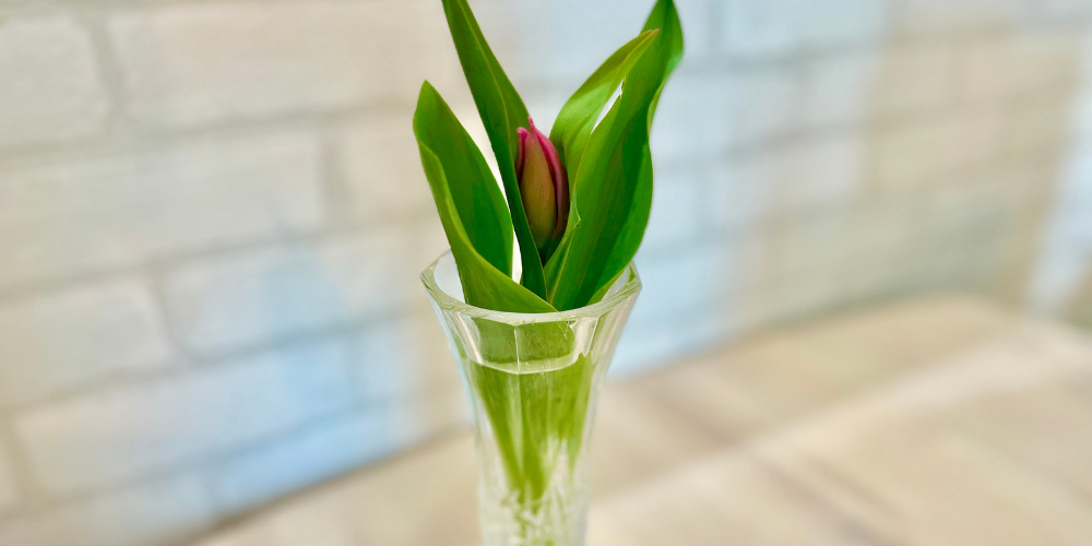 チューリップ切花　とっても可愛らしい　コンパクトなチューリップ切花