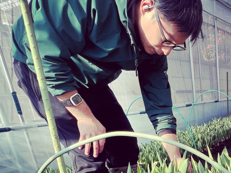 チューリップ切花の販売開始を延期いたします！