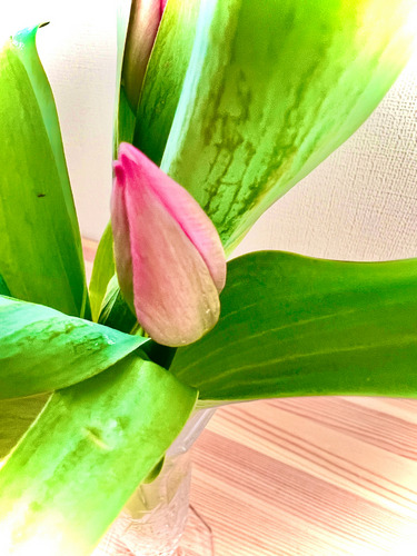 チューリップ切花　ちびかわチューリップ切花　上から眺めて癒される