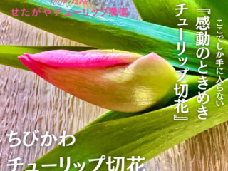 通販　ちびかわ チューリップ切花