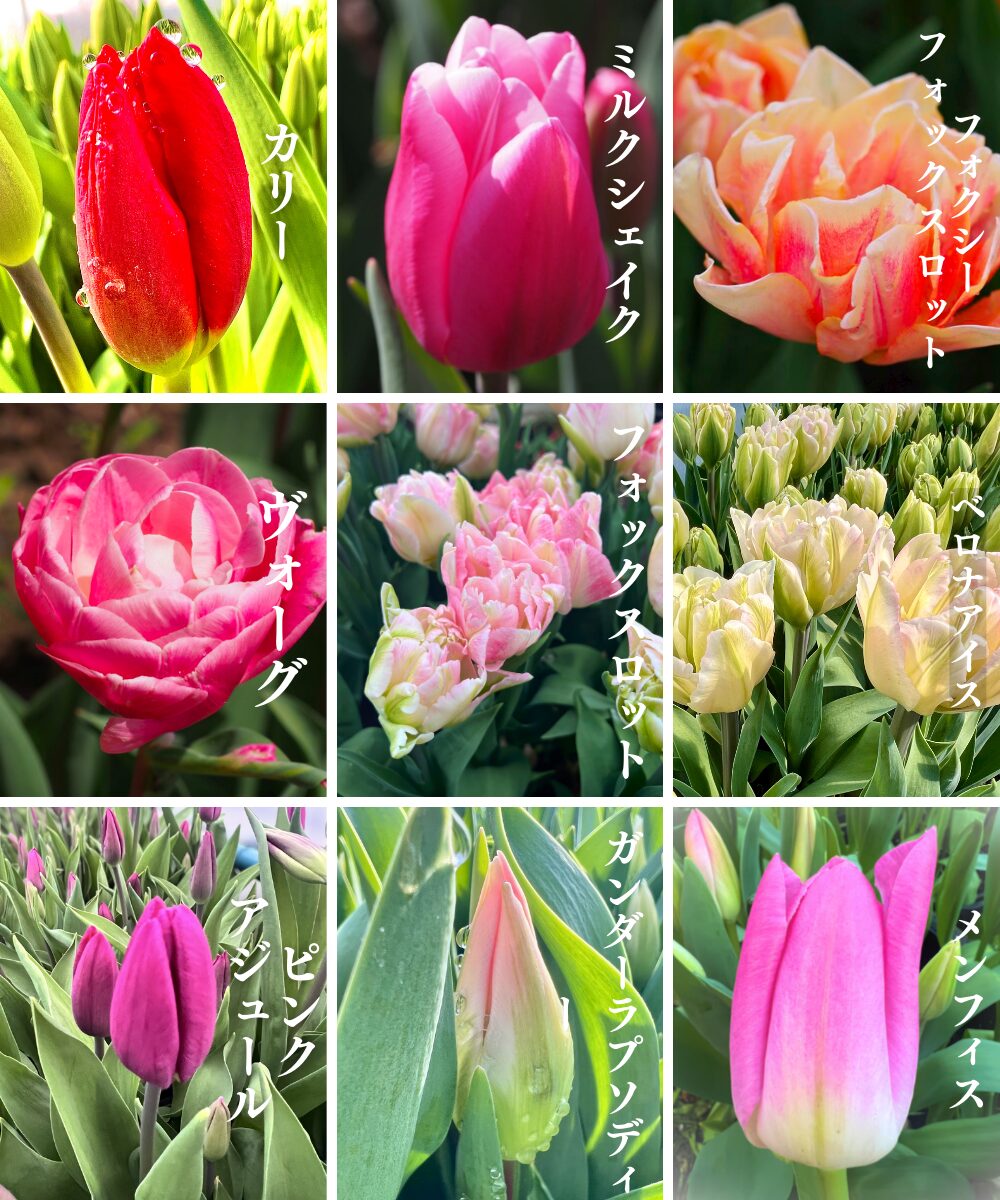 農家直送】チューリップ切花の通販｜花屋さんにも並ばない感動の